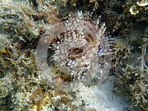 Sabellidae in the sea photo
