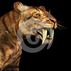 Saber-tooth Cat on Black