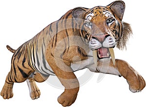 Saber Tooth Tiger, Cat, Isolated photo