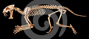 Saber - toothed tiger Hoplophoneus primaevus skeleton . Isolated background photo
