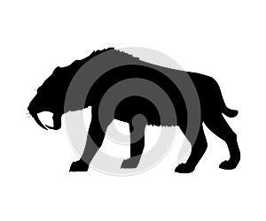 Saber toothed tiger silhouette extinct mammalian animal