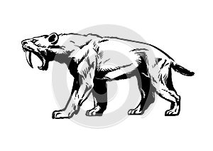 Saber toothed tiger. Smilodon. Saber-toothed cat. Hand drawn sketch style vector illustration isolated on white