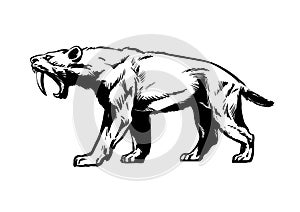 Saber toothed tiger. Smilodon. Saber-toothed cat. Hand drawn sketch style vector illustration isolated on white photo