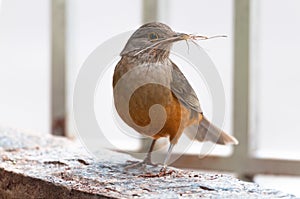 Sabia Laranjeira bird taking some sticks in its beak