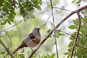 Sabia perched isolated on tree