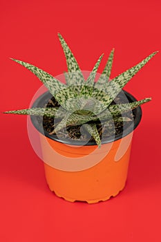 Sabila plant with white background, Aloe Vera