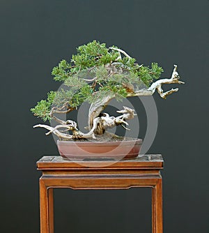 Sabina juniper bonsai