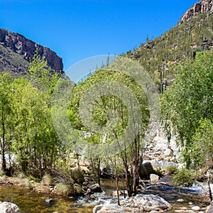 Sabino Canyon