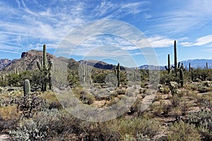 Sabino Canyon Desert photo