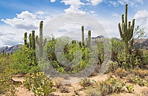 Sabino Canyon Hiking Trail in Tucson Arizona