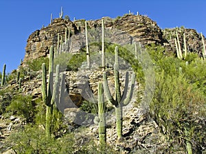 Sabino Canyon Tucson Arizona photo