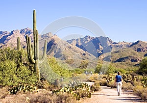 Sabino Canyon Walk