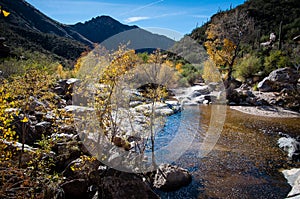 Sabino creek runs through the Arizona landscape