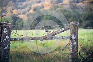 SabiÃÂ¡-da-praia Mimus gilvus perched on a farm fence photo