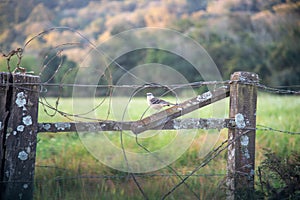 SabiÃÂ¡-da-praia Mimus gilvus perched on a farm fence photo