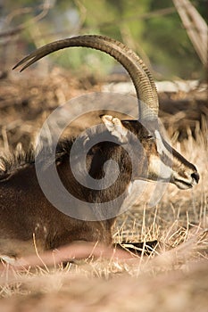 Sable antelope