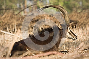 Sable antelope