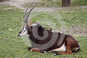 Sable antelope