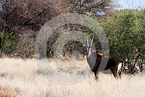 Sable antelope photo