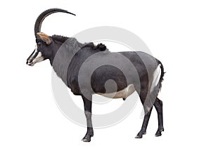 The sable antelope