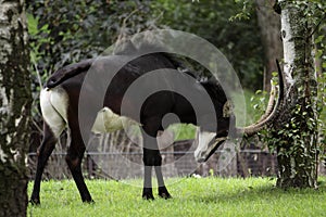 Sable antelope