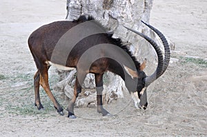 Sable Antelope