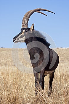 Sable antelope photo