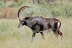 Sable antelope photo