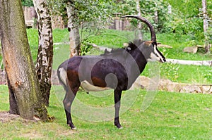 Sable Antelope photo