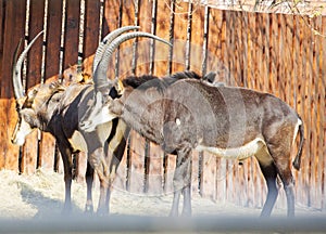 Sable antelope.