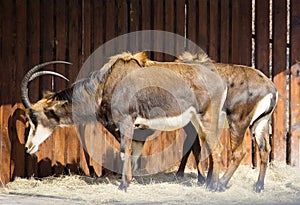 Sable antelope.