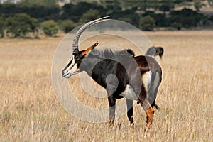 Sable antelope