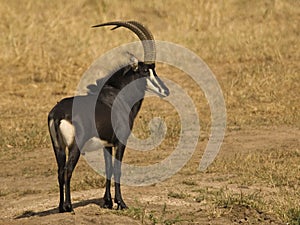 Sable antelope