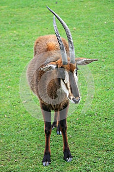 Sable antelope