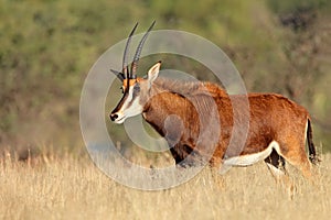 Sable antelope