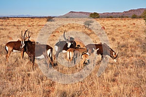 Sable antelope