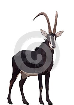 Sable Antelope