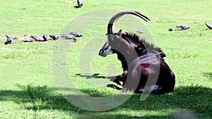 Sable antelope