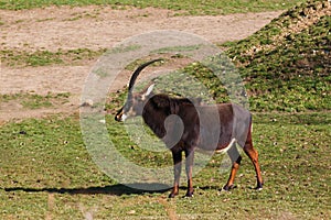 Sable antelope