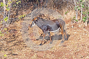 A Sable Antelope Browsing a River Shore