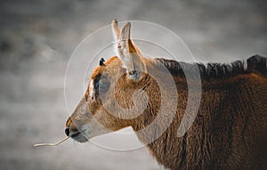 Sable Antelope Calf