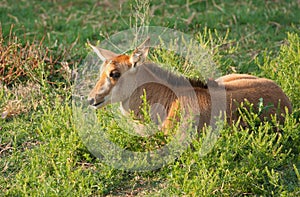 Sable antelope calf