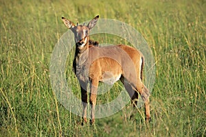 Sable antelope calf