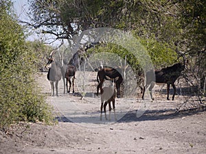 Sable antelope and calf