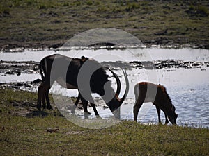 Sable antelope and calf drinking