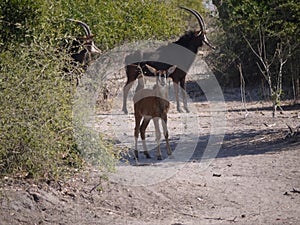 Sable antelope calf