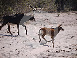 Sable antelope and calf