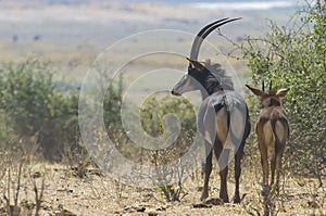 Sable antelope with calf photo