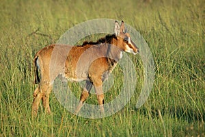 Sable antelope calf