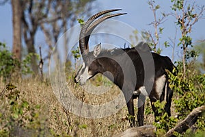 Sable antelope, Chobe, Botswana photo